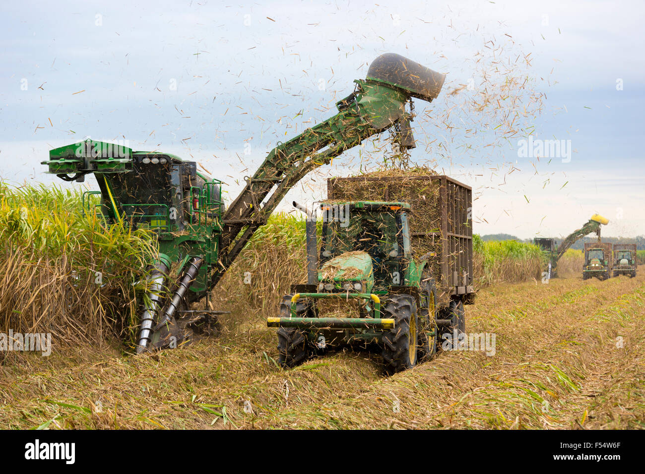 How to Harvest Sugar Cane images pics How to Harvest Sugar Cane