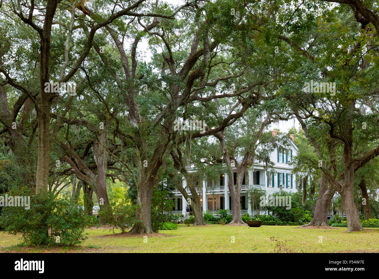 Albania Plantation mansion house with Southern Live Oak trees Quercus