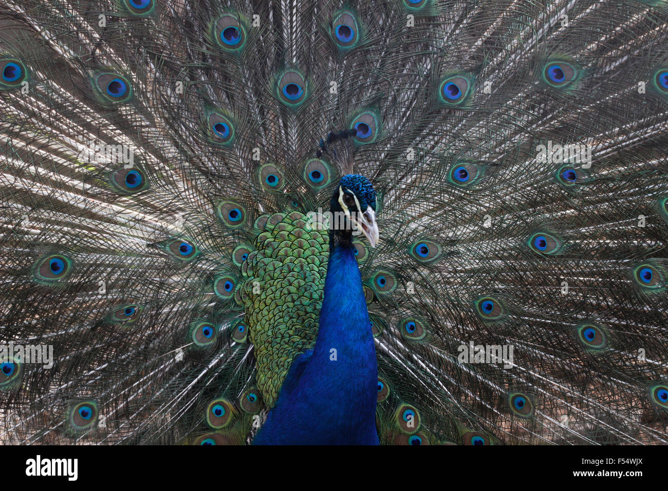 A blue peafowl (Pavo cristatus) spreads his feathers to attract female peacocks Stock Photo