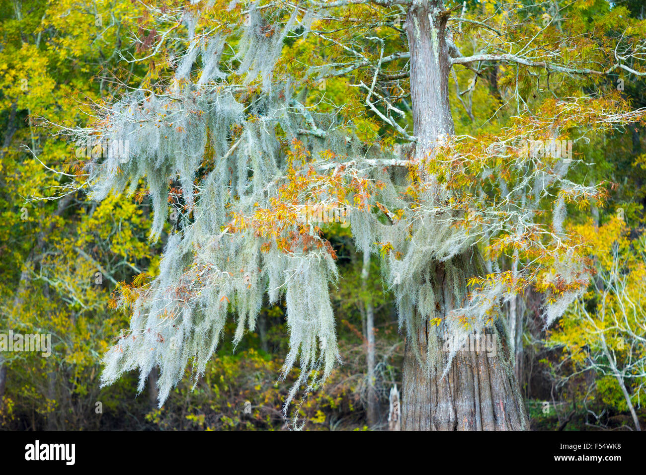 Bald cypress tree deciduous conifer, covered with Spanish Moss, in Atchafalaya Swamp, Louisiana USA Stock Photo