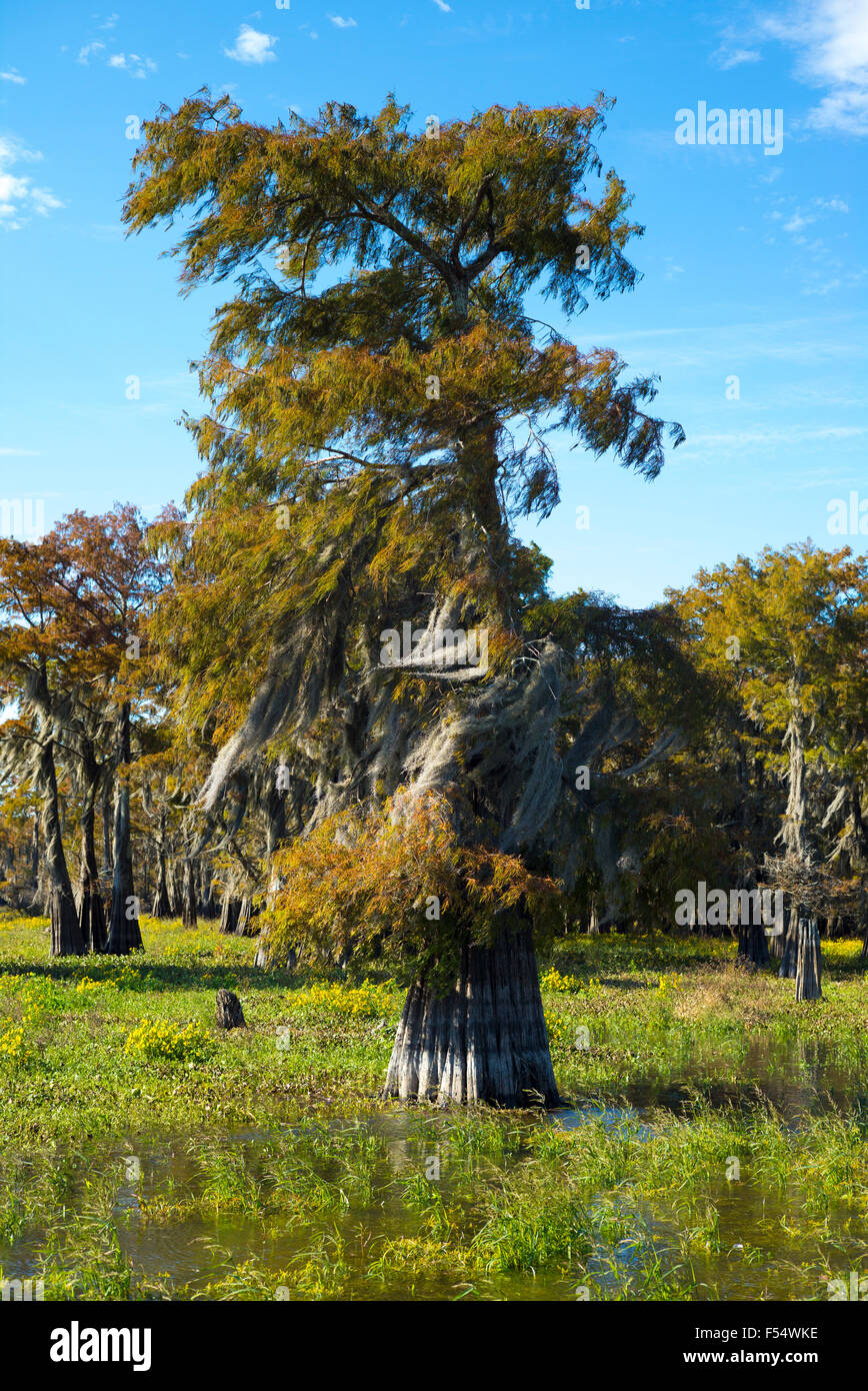 big cypress tree louisiana