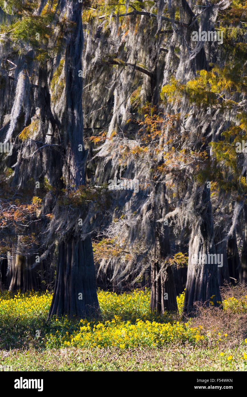 Bald cypress trees deciduous conifer, Taxodium distichum, covered with Spanish Moss in Atchafalaya Swamp, Louisiana USA Stock Photo