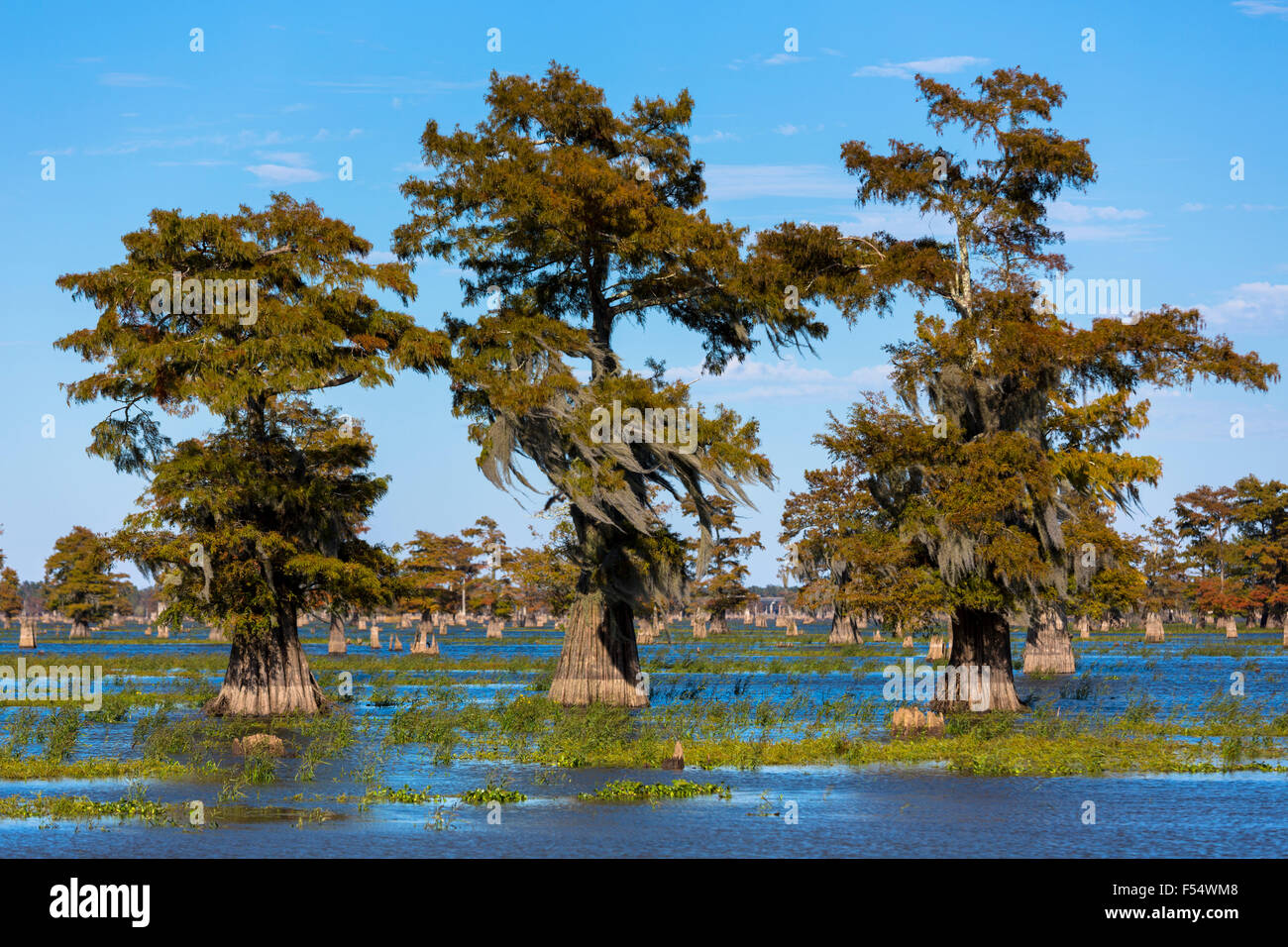 Bald Cypress trees Taxodium distichum tree stumps cut down for timber, trees with Spanish Moss, Atchafalaya Swamp, Louisiana USA Stock Photo