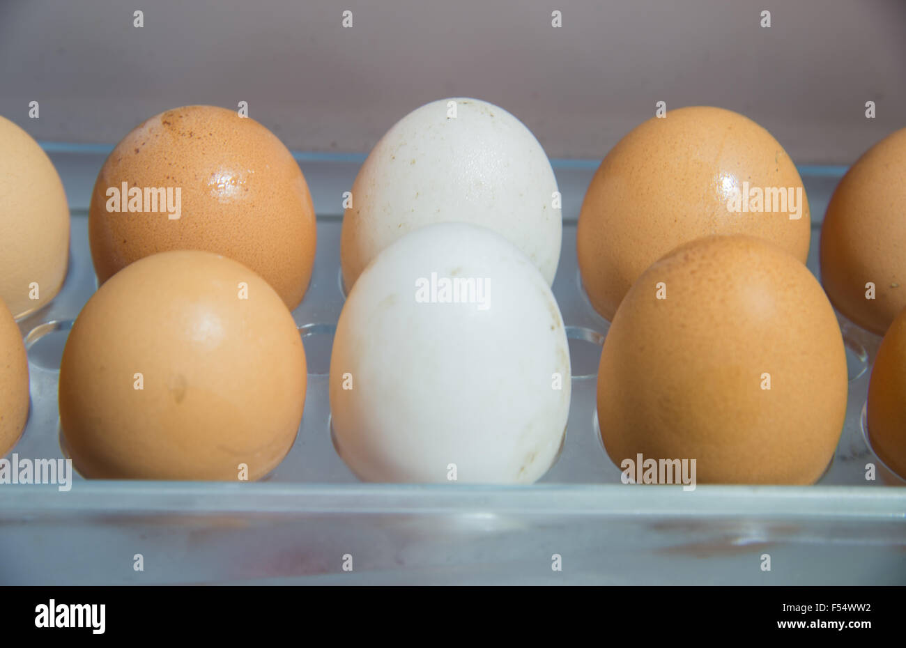 The eggs in the fridge Stock Photo - Alamy
