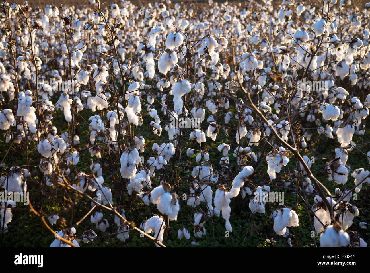 Cotton plantation hires stock photography and images Alamy
