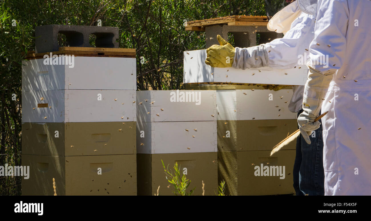 Honey bees swarm in their hive as beekeepers collect honey for the season. Stock Photo