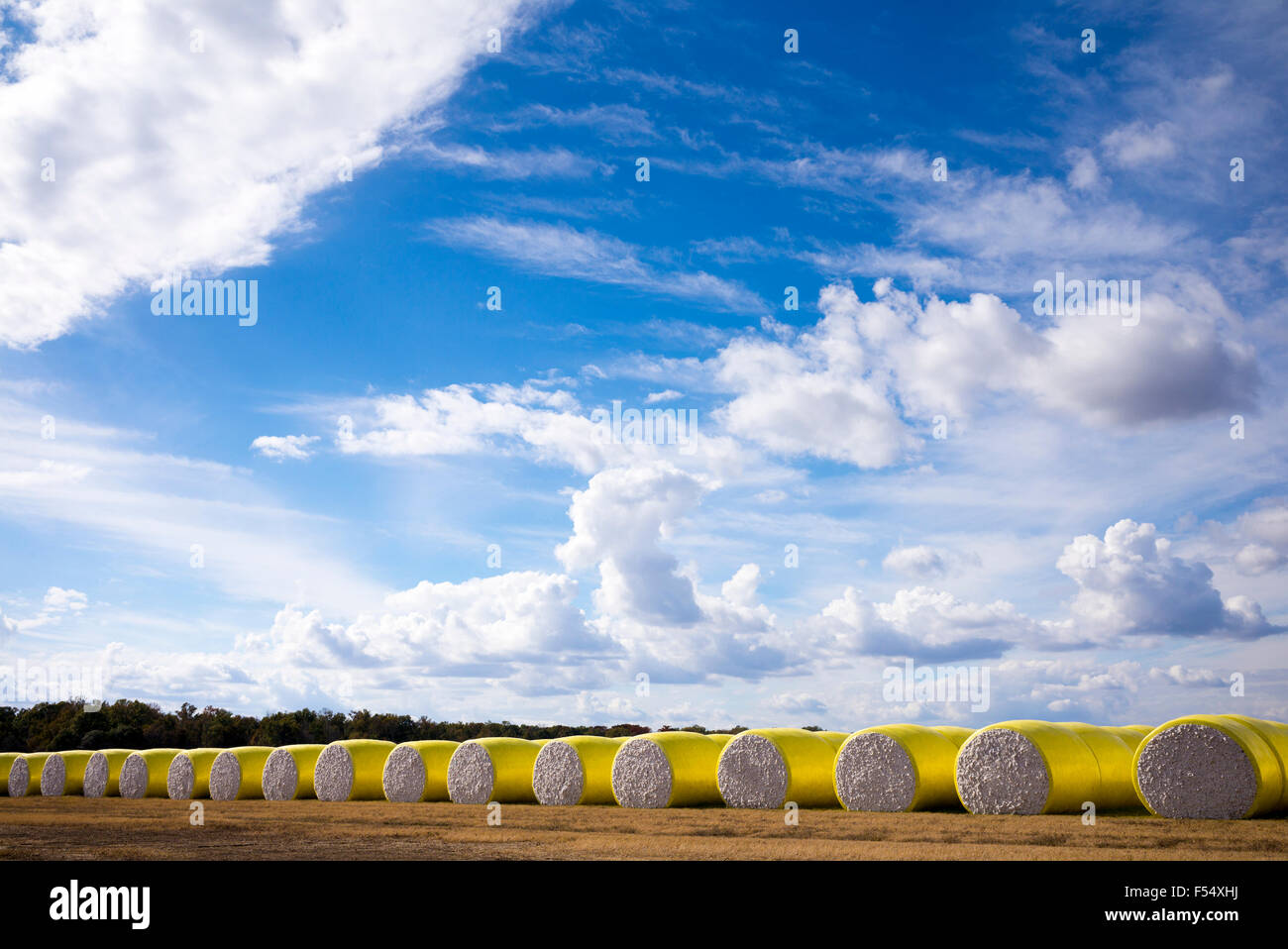 Bales of cotton at plantation along the Mississippi Delta at Tensas Co