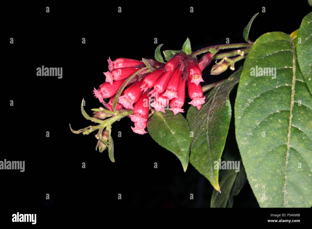 Close-up of Purple Jessamine / Red Cestrum/ Purple Cestrum - Cestrum elegans, syn. Cestrum purpurea - Family Solanaceae Stock Photo