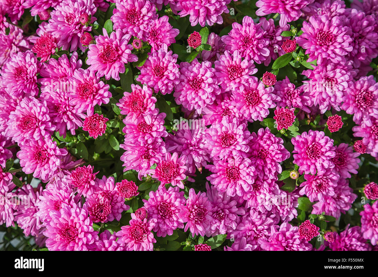 Bright pink Mums or Chrysanthemums flower background Stock Photo - Alamy