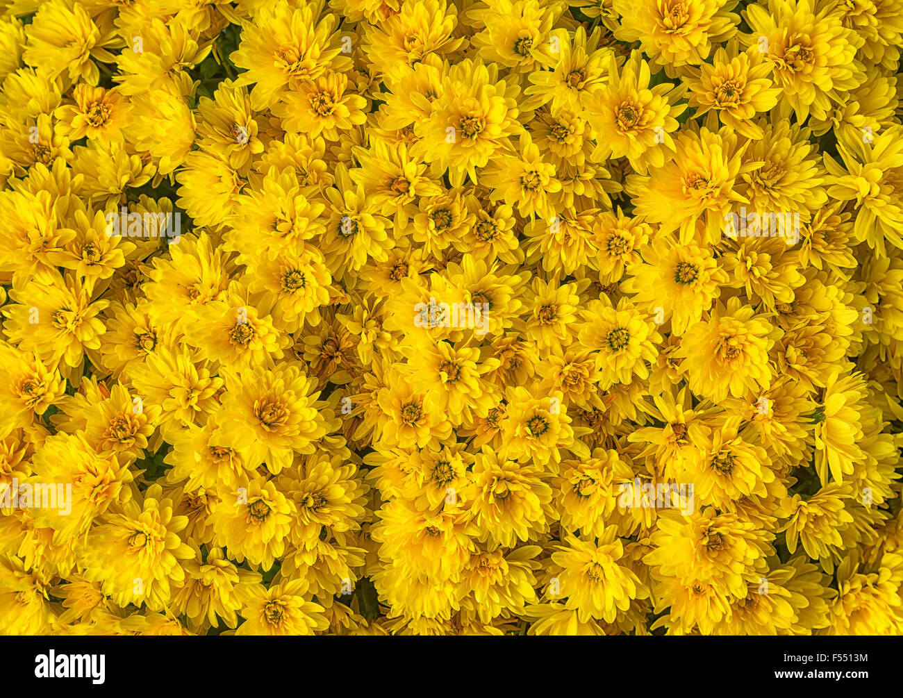 Yellow Mums or Chrysanthemums flower background Stock Photo