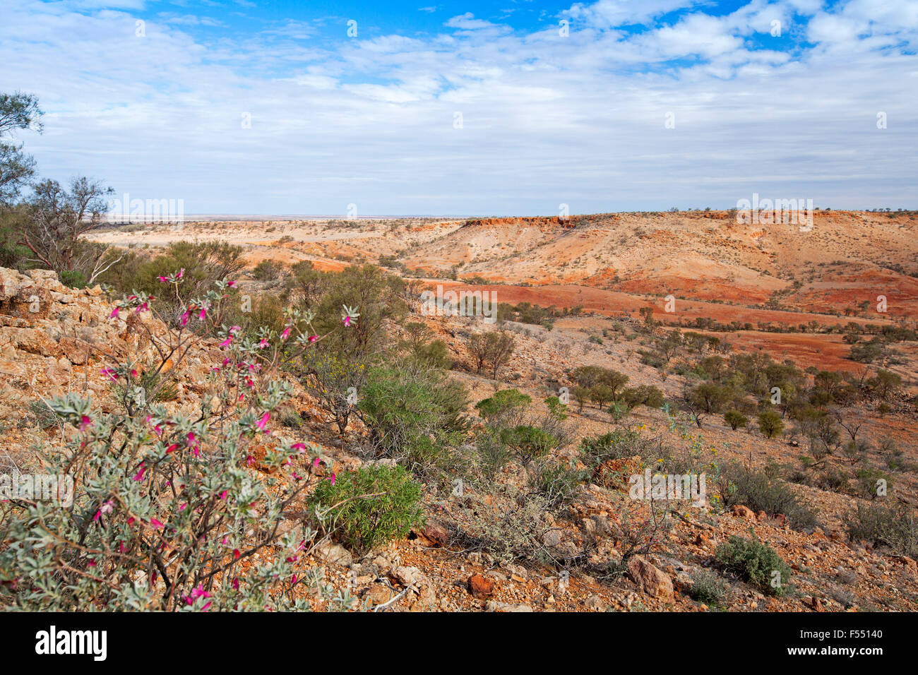 Stunning Australian outback landscape from hilltop lookout, deep valley hemmed by stony red barren hills, wildflowers in foreground, under blue sky Stock Photo