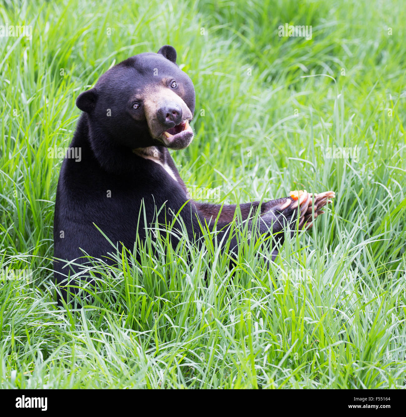 Sun Bear (Helarctos malayanus) Stock Photo