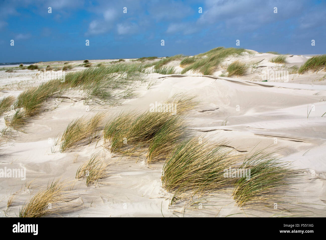 DEU, Germany, Schleswig-Holstein, North Sea,  Amrum island, dunes near Norddorf.  DEU, Deutschland, Schleswig-Holstein, Nordseei Stock Photo