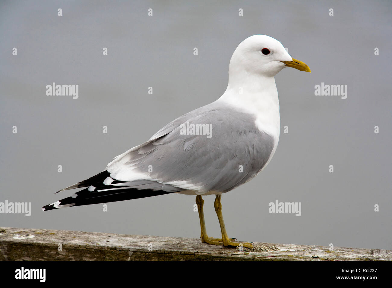 DEU, Germany, Schleswig-Holstein, North Sea,  Amrum island, common gull (lat. Larus canus).  DEU, Deutschland, Schleswig-Holstei Stock Photo