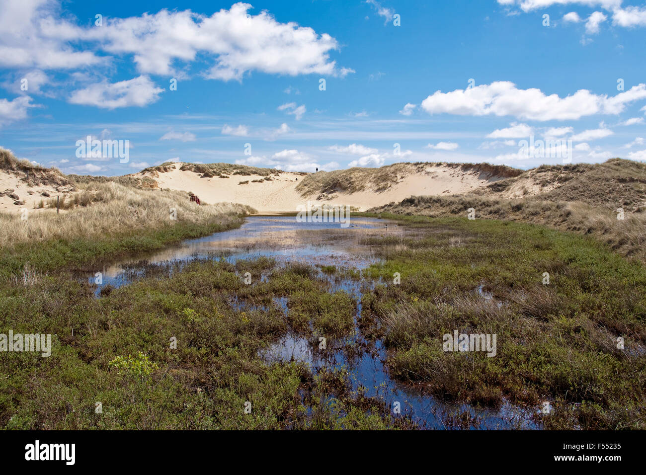 DEU, Germany, Schleswig-Holstein, North Sea, Amrum island, moist dune valley near Wittduen, at some places rainwater accumulates Stock Photo