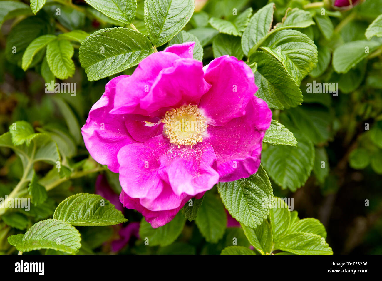 Salt Spray Rose High Resolution Stock Photography and Images - Alamy