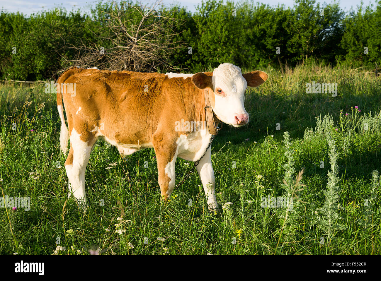 Spotted Calf grazing on green grass Stock Photo