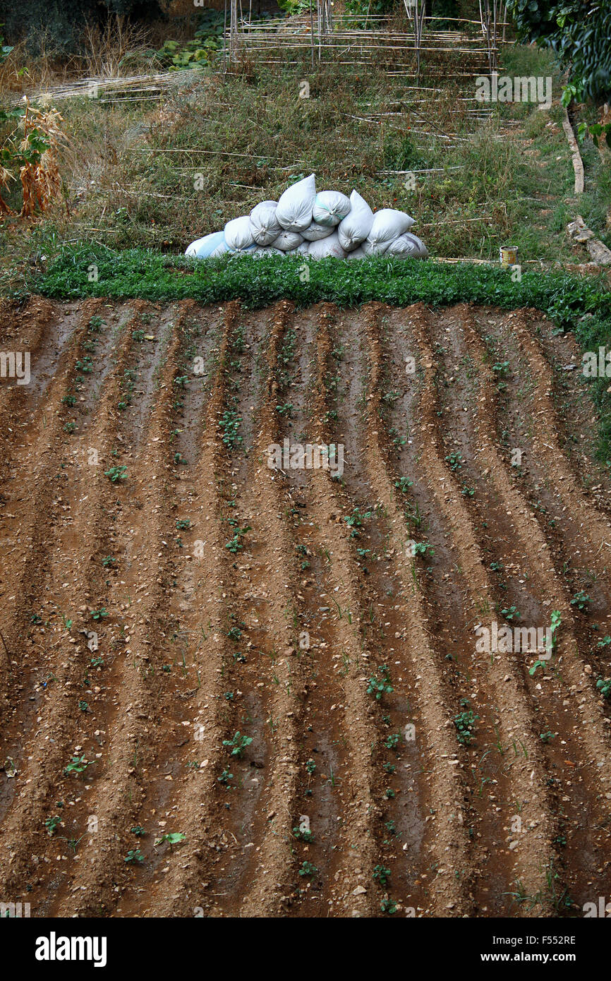 Rows of cultivated land in Lebanon. Stock Photo