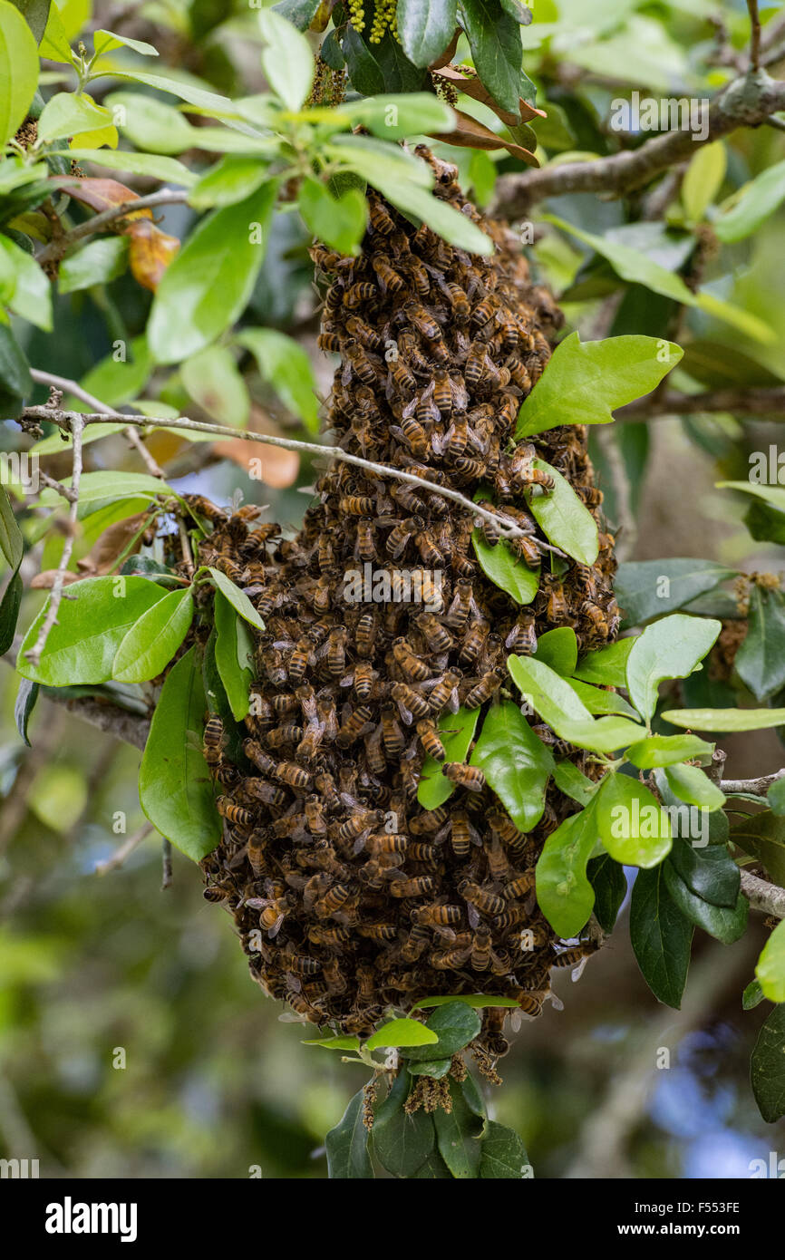 Bees in a swarm Stock Photo