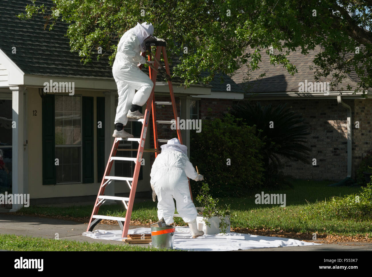 Bee Keepers Collecting bees in a swarm Stock Photo