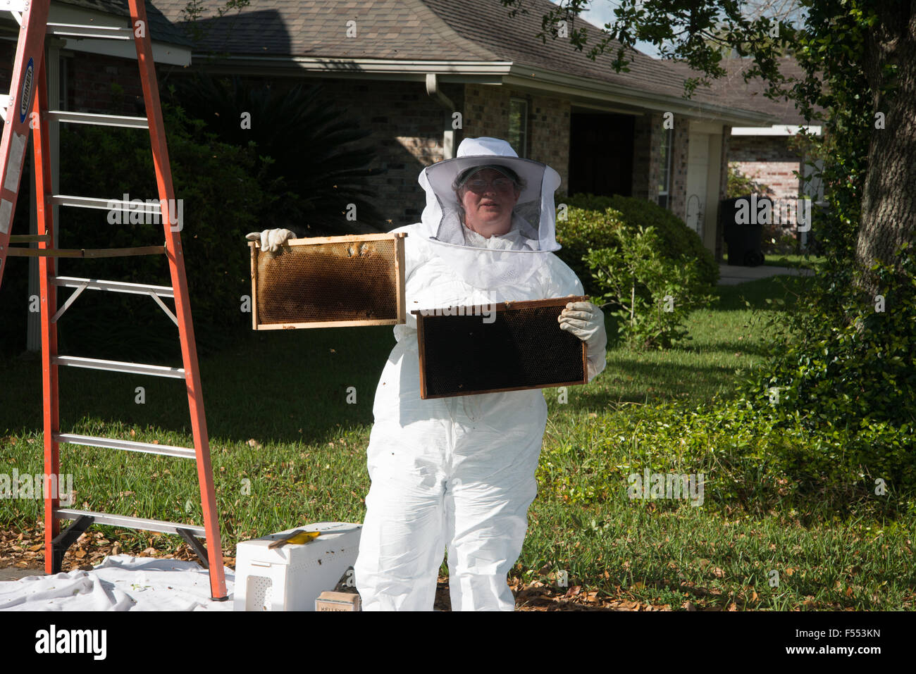 Bee Keeper showing bees recovered from a swam Stock Photo - Alamy
