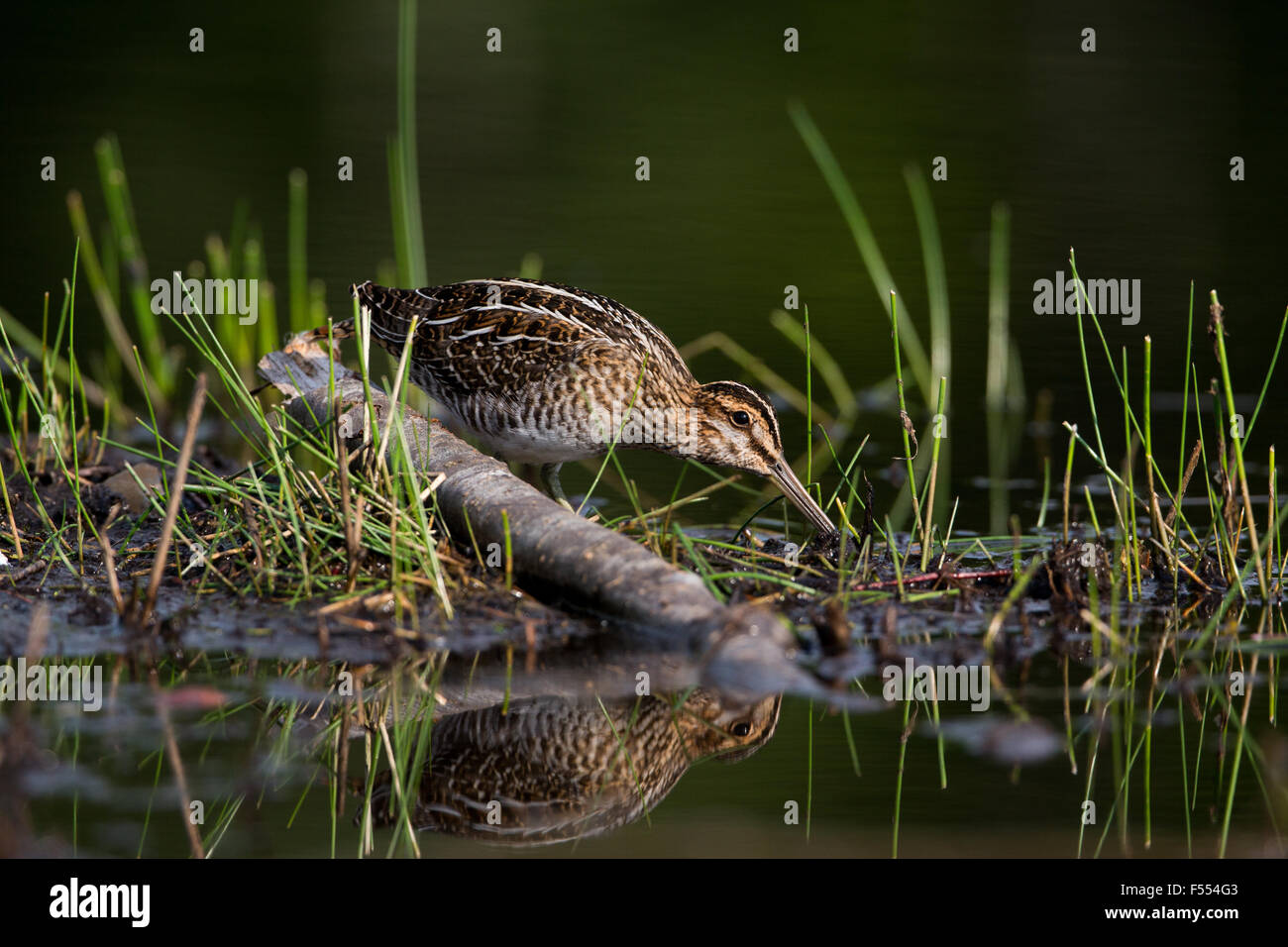 Wilson's snipe Stock Photo