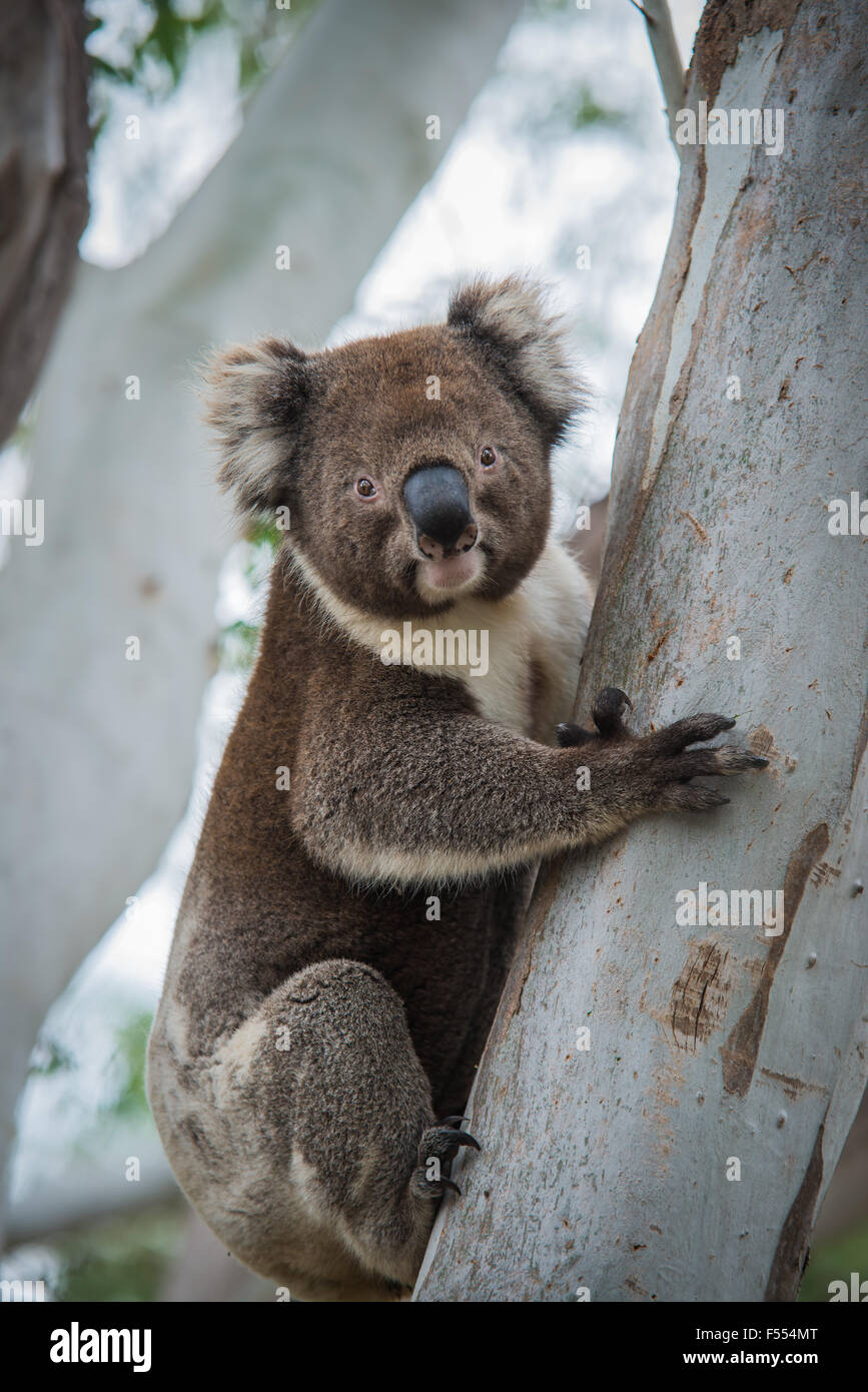 A large male wild koala poses on an gum tree in Australia Stock Photo