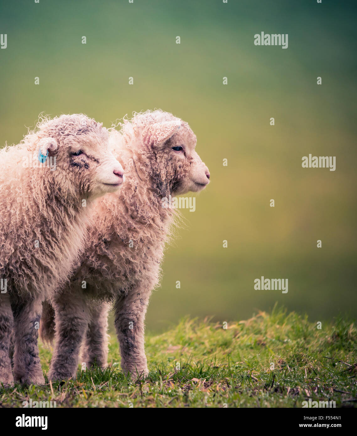 Spring lambs looking for their mother in the Adelaide hills Stock Photo ...