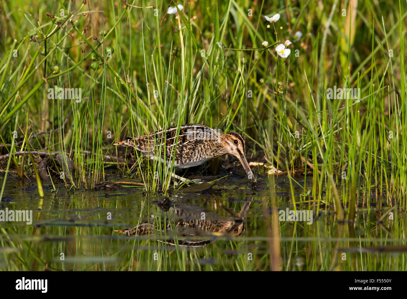 Wilson's snipe Stock Photo