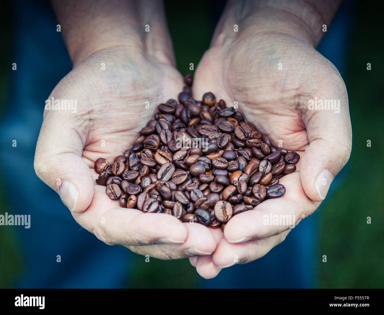 Hands holding pile of roasted coffee beans Stock Photo - Alamy
