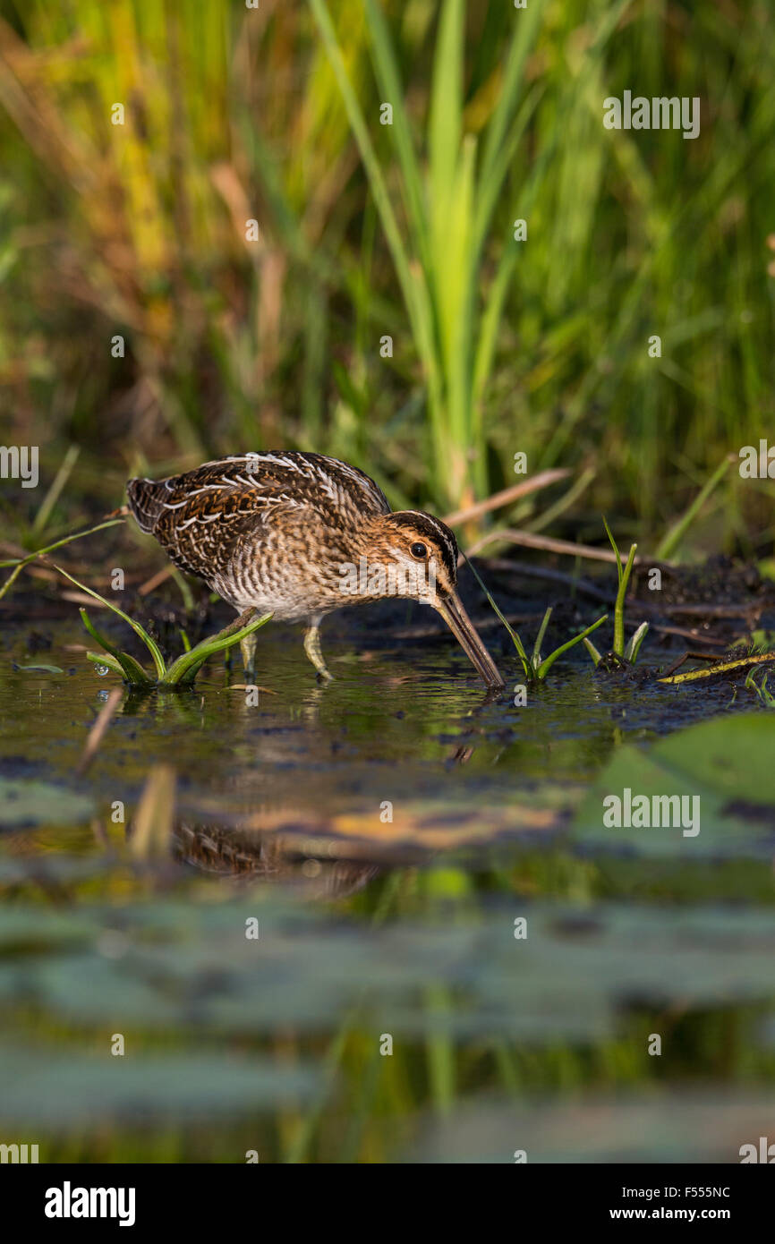 Wilson's snipe Stock Photo