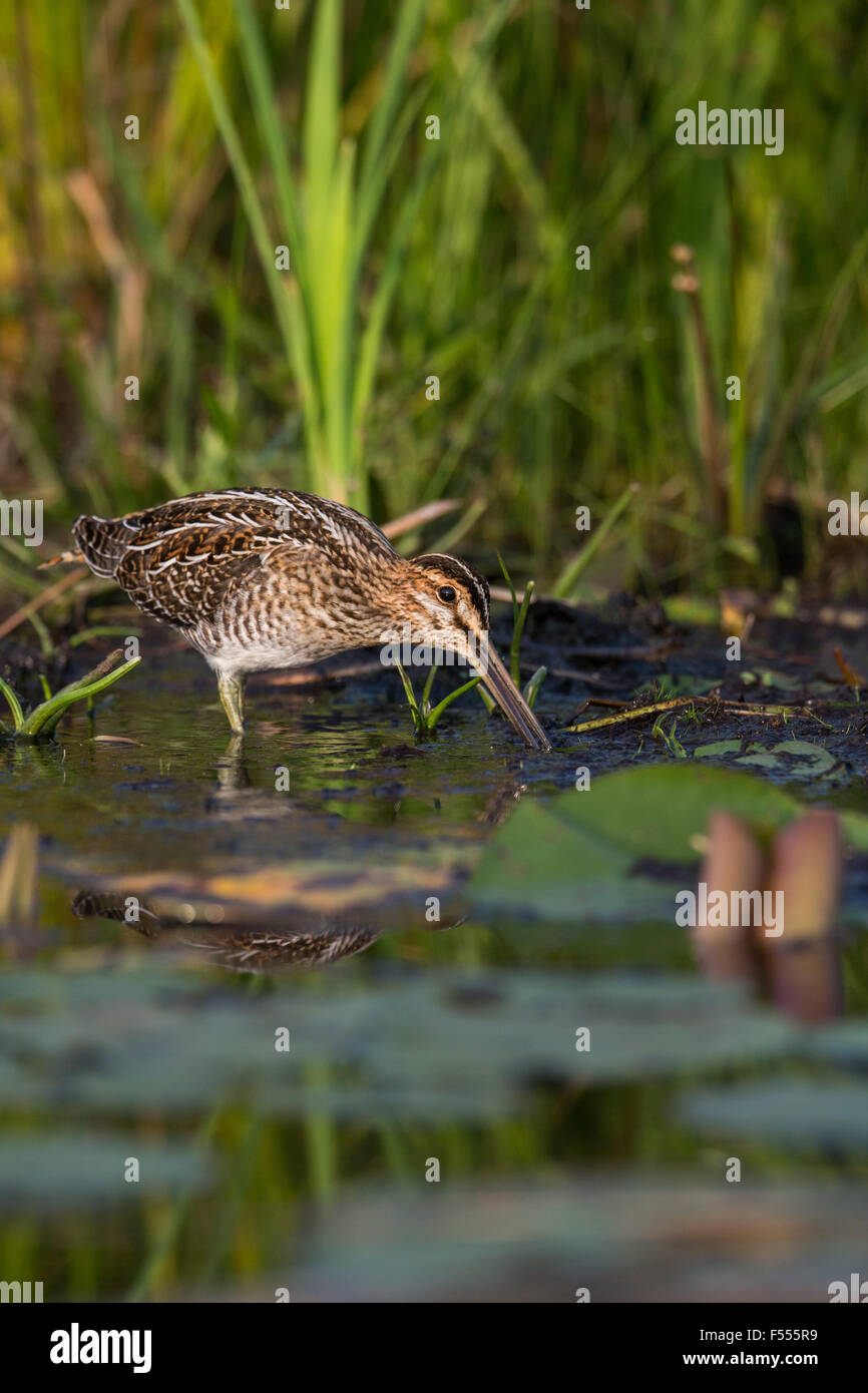 Wilson's snipe Stock Photo