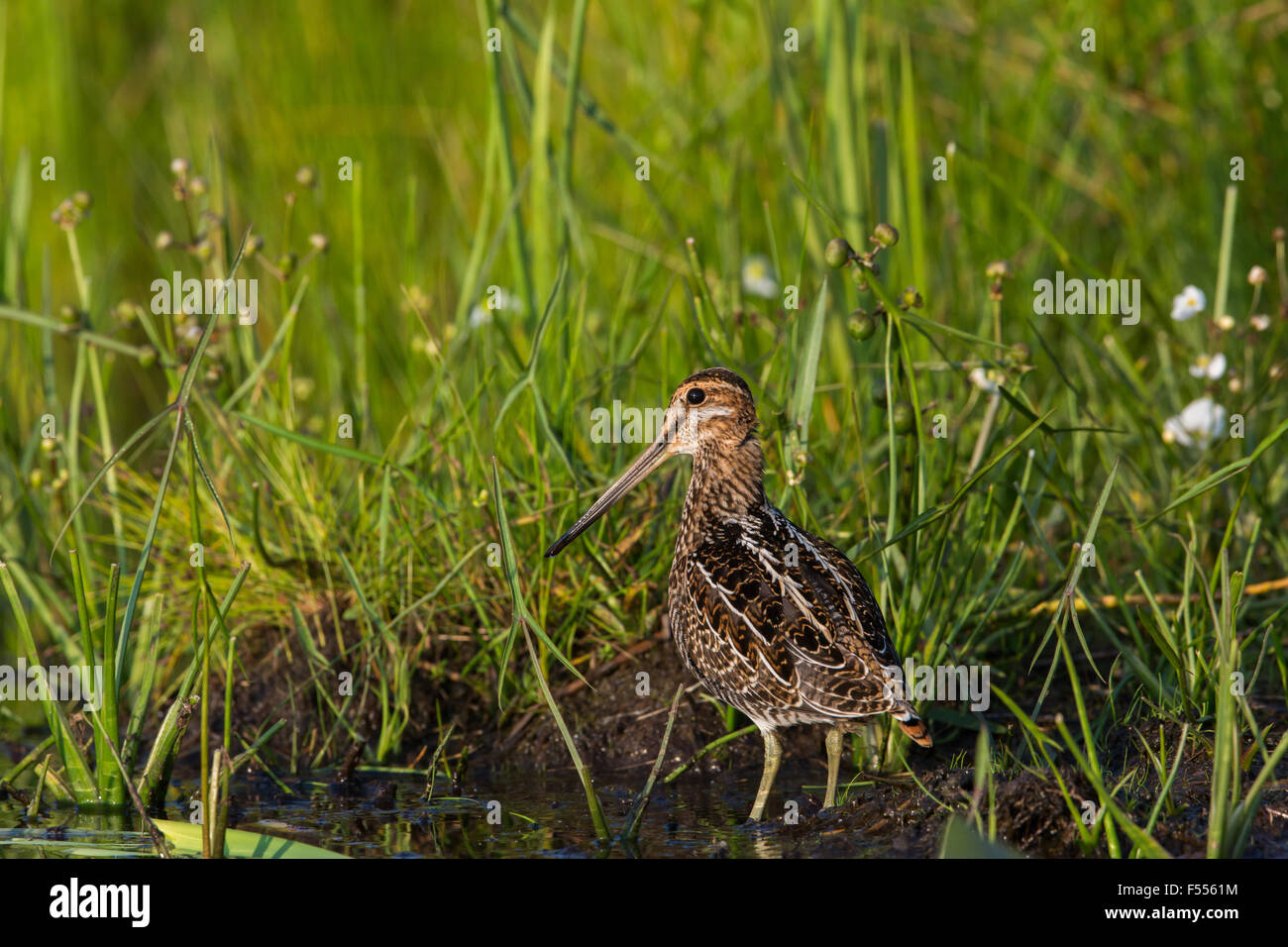 Wilson's snipe Stock Photo