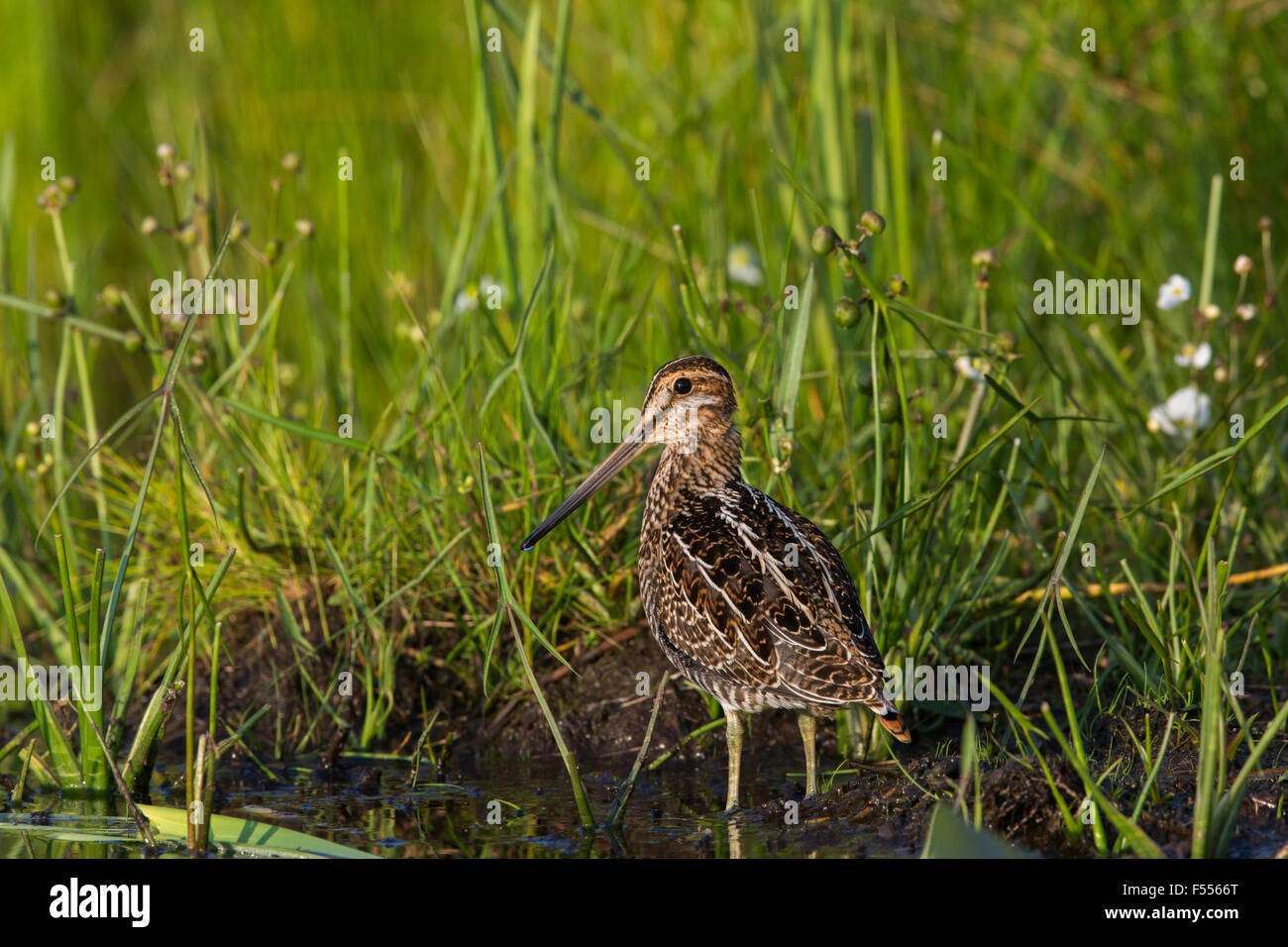 Wilson's snipe Stock Photo