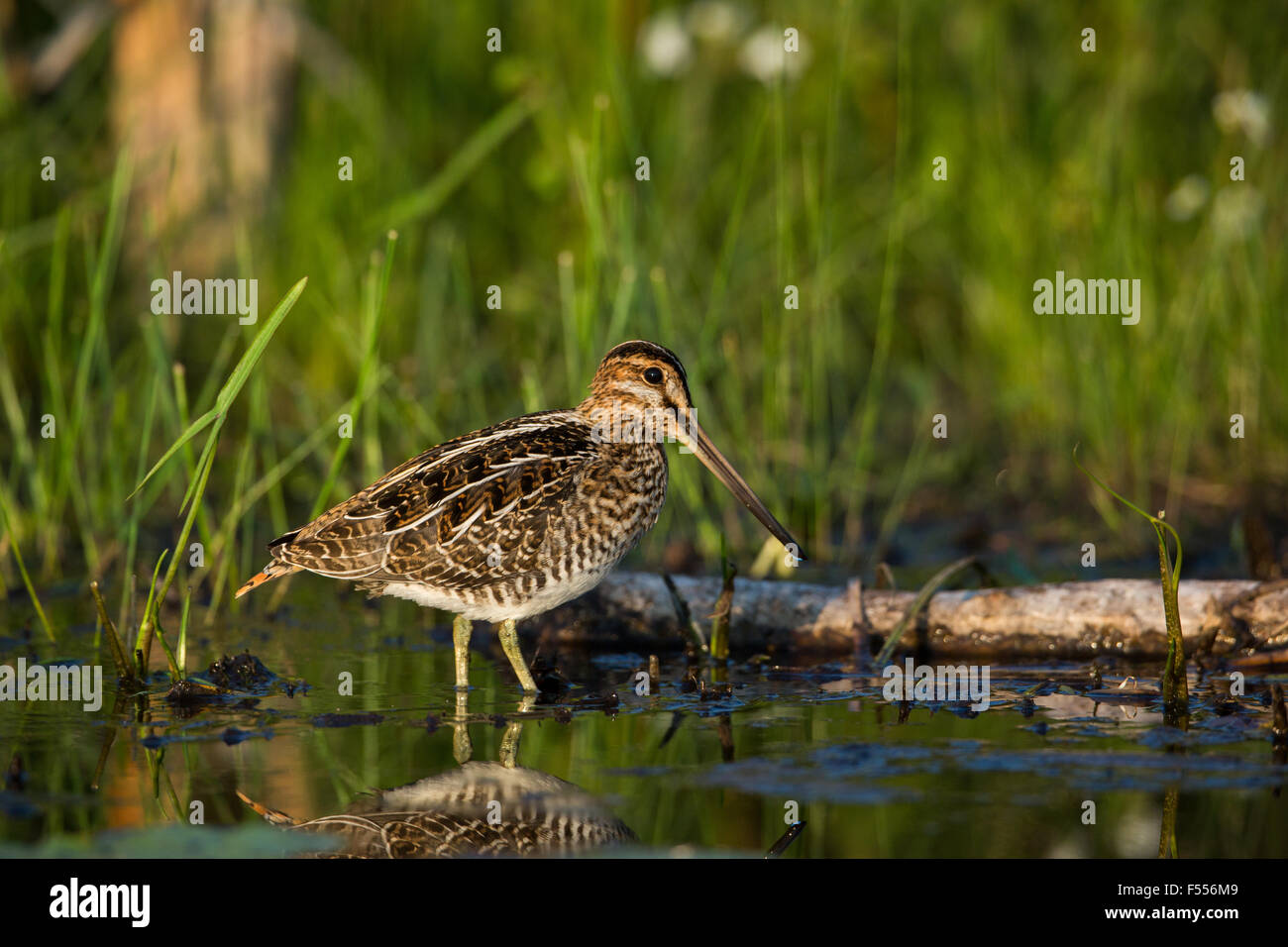 Wilson's snipe Stock Photo