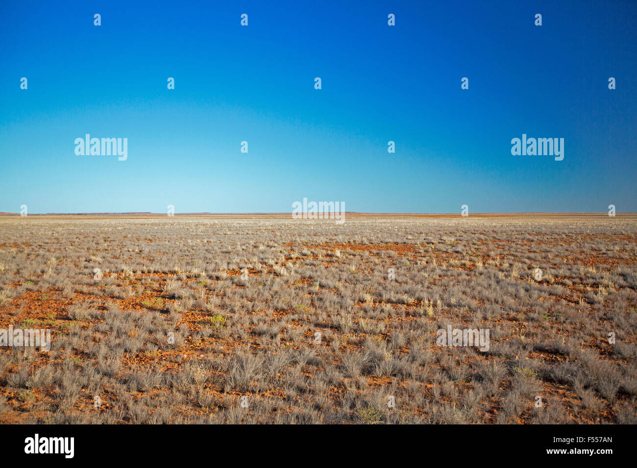 Australian outback landscape, arid treeless plains with tufts of dead grass in drought stretching to distant horizon & blue sky Stock Photo