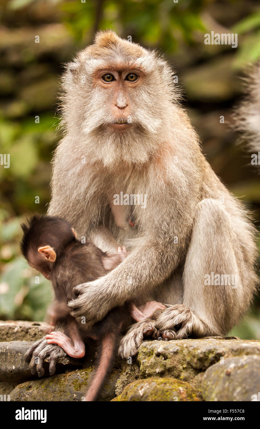 Crab eating macaque monkeys hires stock photography and images Alamy