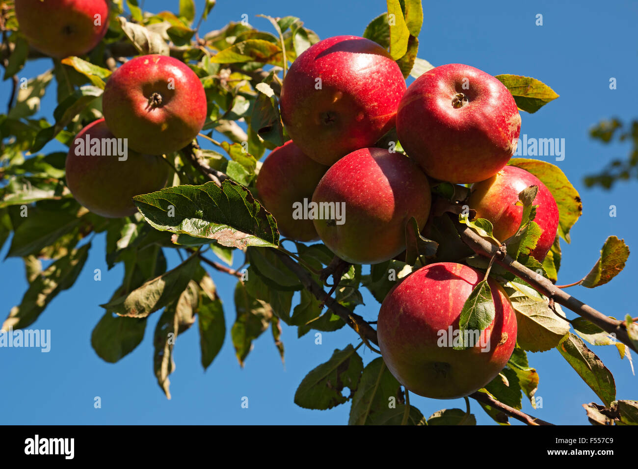 Close up of red ripe apples growing on tree apple branch fruit fruits in summer autumn England UK United Kingdom GB Great Britain Stock Photo