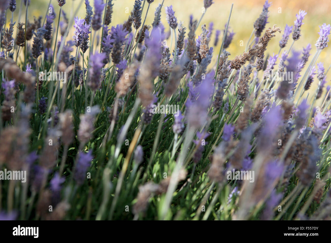 Close up flowers growing on hi-res stock photography and images - Alamy