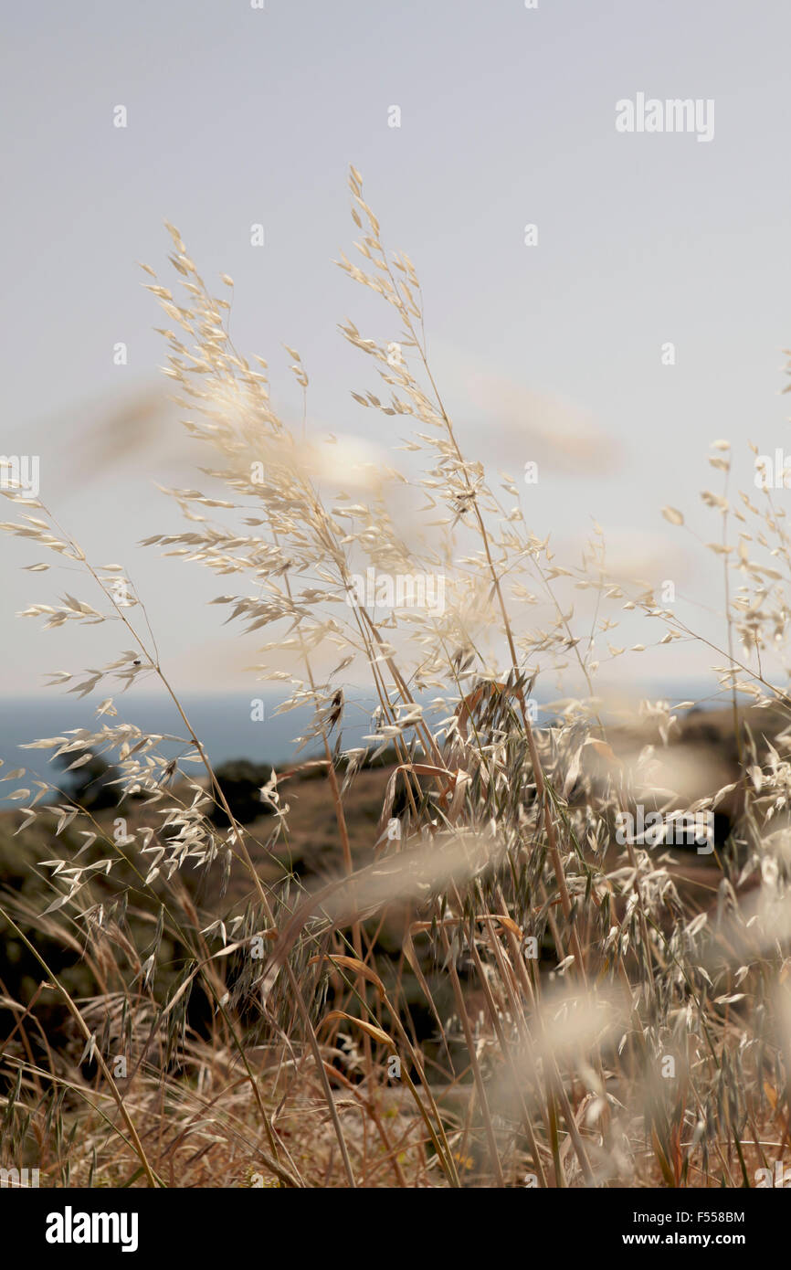 Plants growing on field hi-res stock photography and images - Alamy