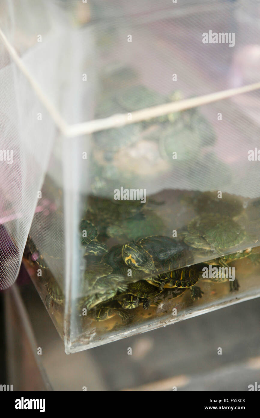 Turtles view hi-res stock photography and images - Alamy
