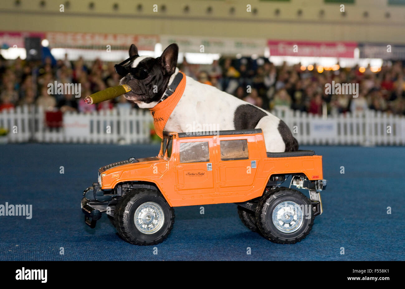 DEU, Deutschland, Nordrhein-Westfalen, Ruhrgebiet, Dortmund, Messe Hund + Pferd in den Westfalenhallen, Franzoesische Bulldogge  Stock Photo