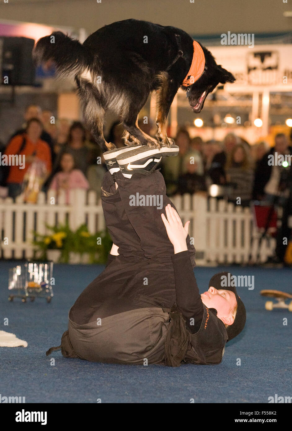 DEU, Deutschland, Nordrhein-Westfalen, Ruhrgebiet, Dortmund, Messe Hund + Pferd in den Westfalenhallen, Hundeshow, Hund und Trai Stock Photo