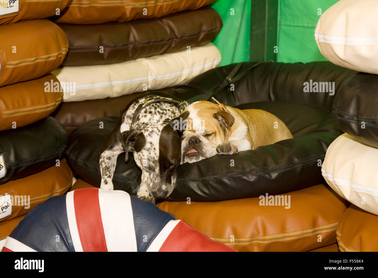 DEU, Deutschland, Nordrhein-Westfalen, Ruhrgebiet, Dortmund, Messe Hund + Pferd in den Westfalenhallen, zwei Hunde schlafen auf  Stock Photo