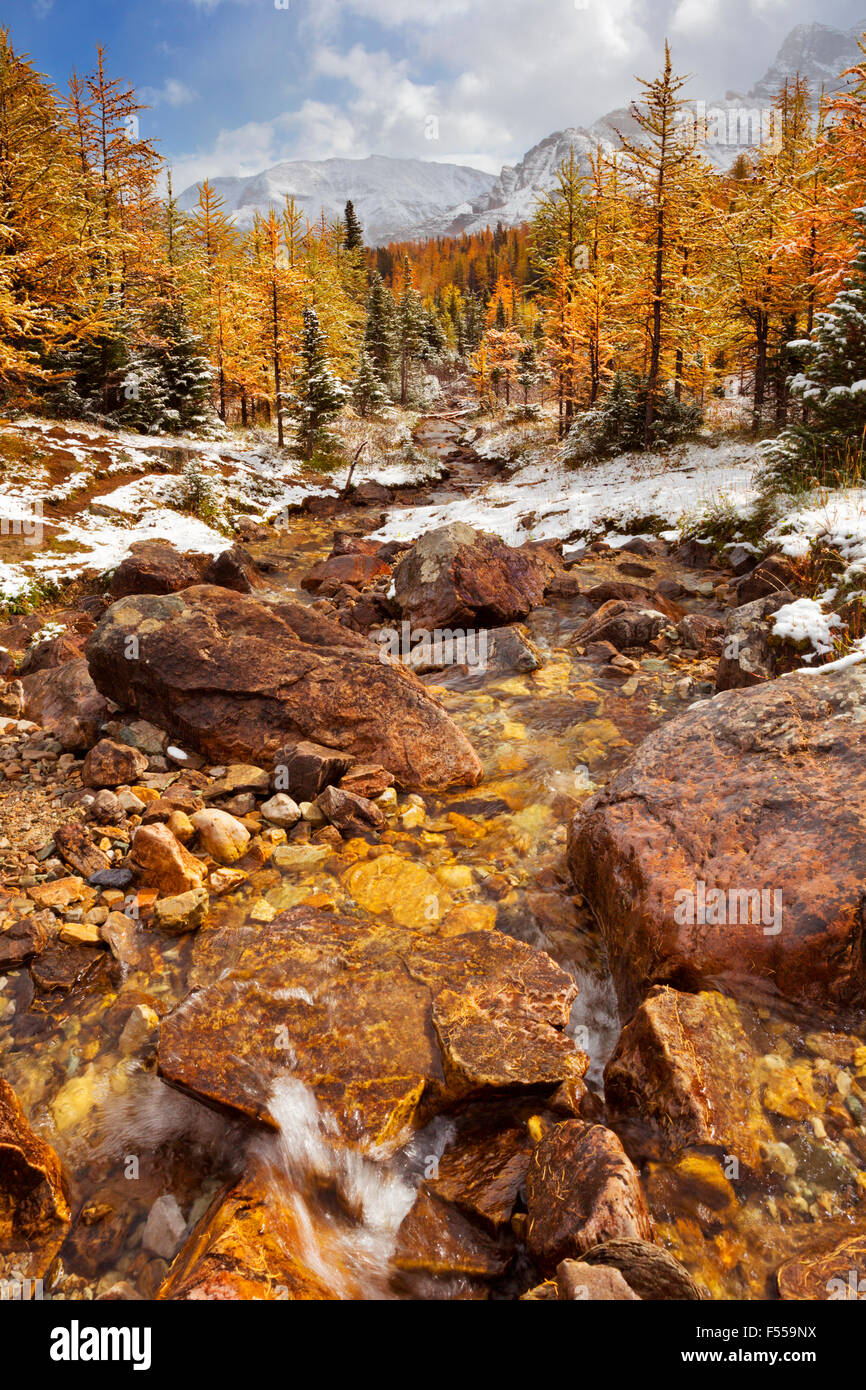 River through beautiful bright larch trees in fall, with the first snow dusting on the ground. Photographed in Larch Valley, hig Stock Photo