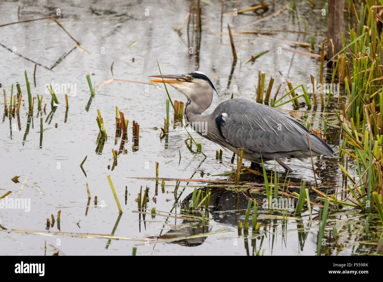 A Grey Heron swallowing a fish (tail just visible in the bill) Stock Photo