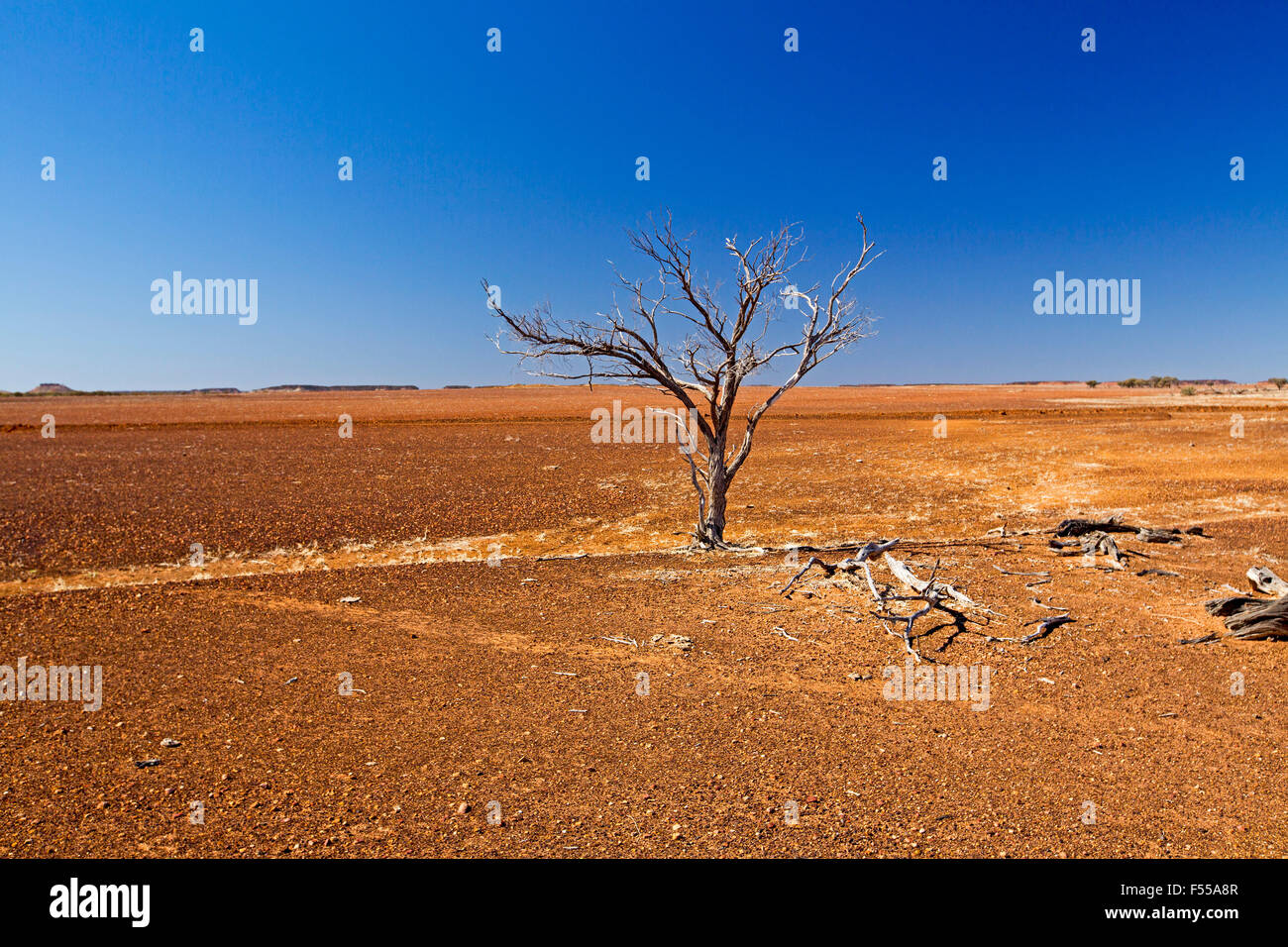 Australian outback landscape in drought, solitary dead tree on barren red treeless plains stretching to far horizon & blue sky Stock Photo