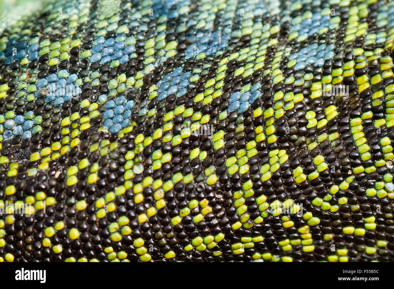 Texture of an Ocellated lizard skin Stock Photo