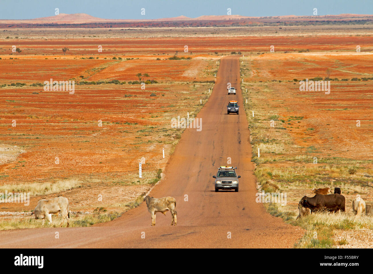 Four wheel drive vehicles on vast red treeless Australian outback plains with cattle crossing road that stretches to distant horizon Stock Photo