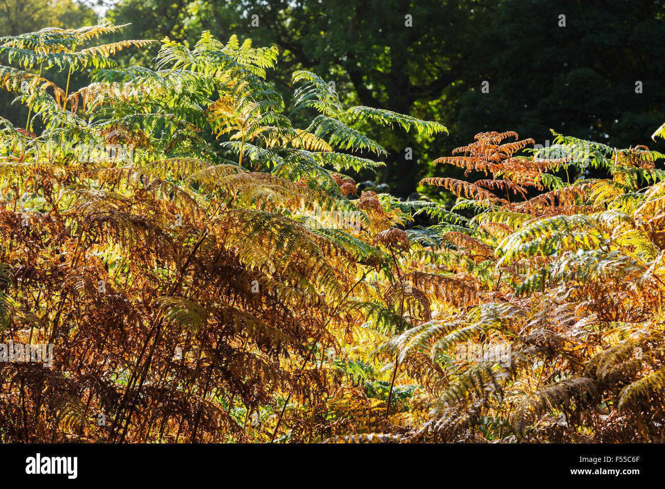 Backlit Ferns and Bracken in English Lake District Stock Photo Alamy